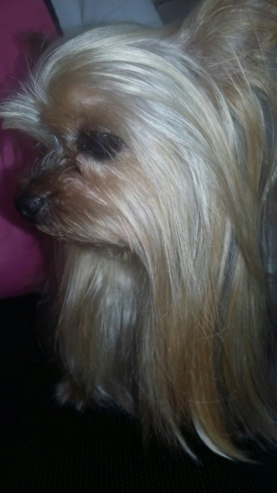 Foto 8:  — Cão Vaidoso Taxi Dog e Pet Móvel - Banho e Tosa