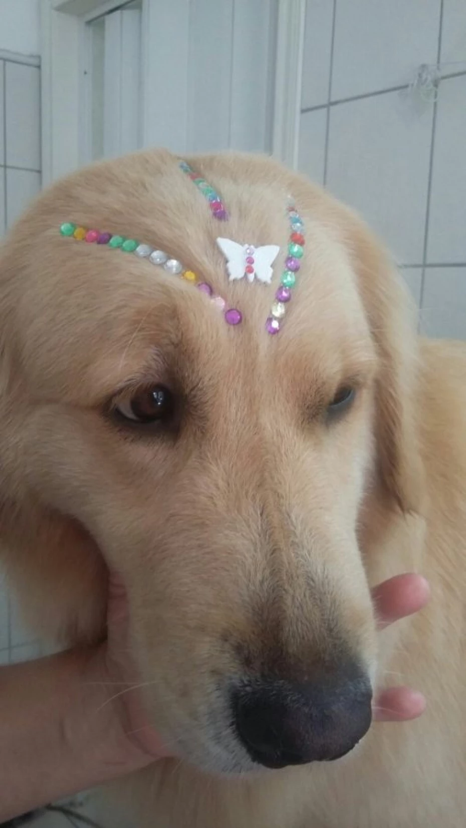 Foto 9:  — Cão Vaidoso Taxi Dog e Pet Móvel - Banho e Tosa