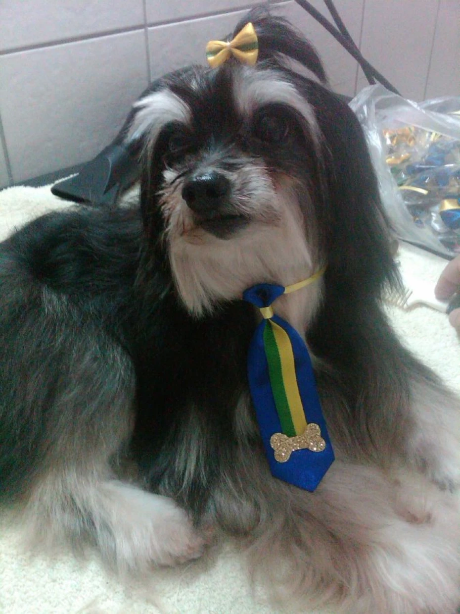Foto 10:  — Cão Vaidoso Taxi Dog e Pet Móvel - Banho e Tosa