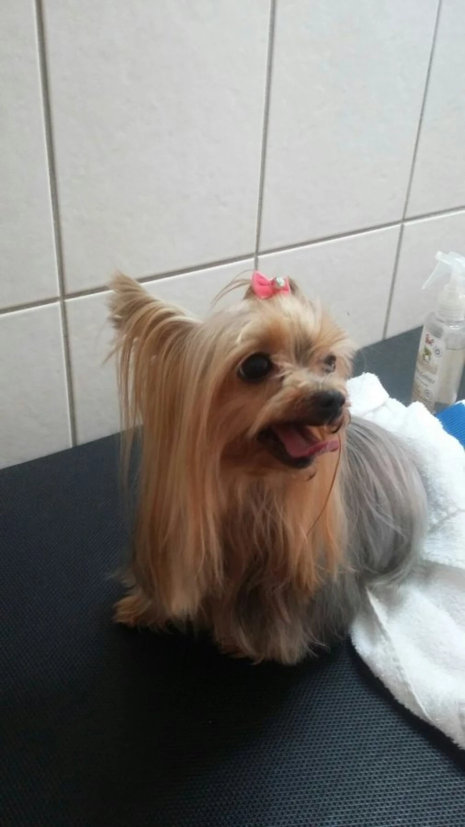 Foto 13:  — Cão Vaidoso Taxi Dog e Pet Móvel - Banho e Tosa