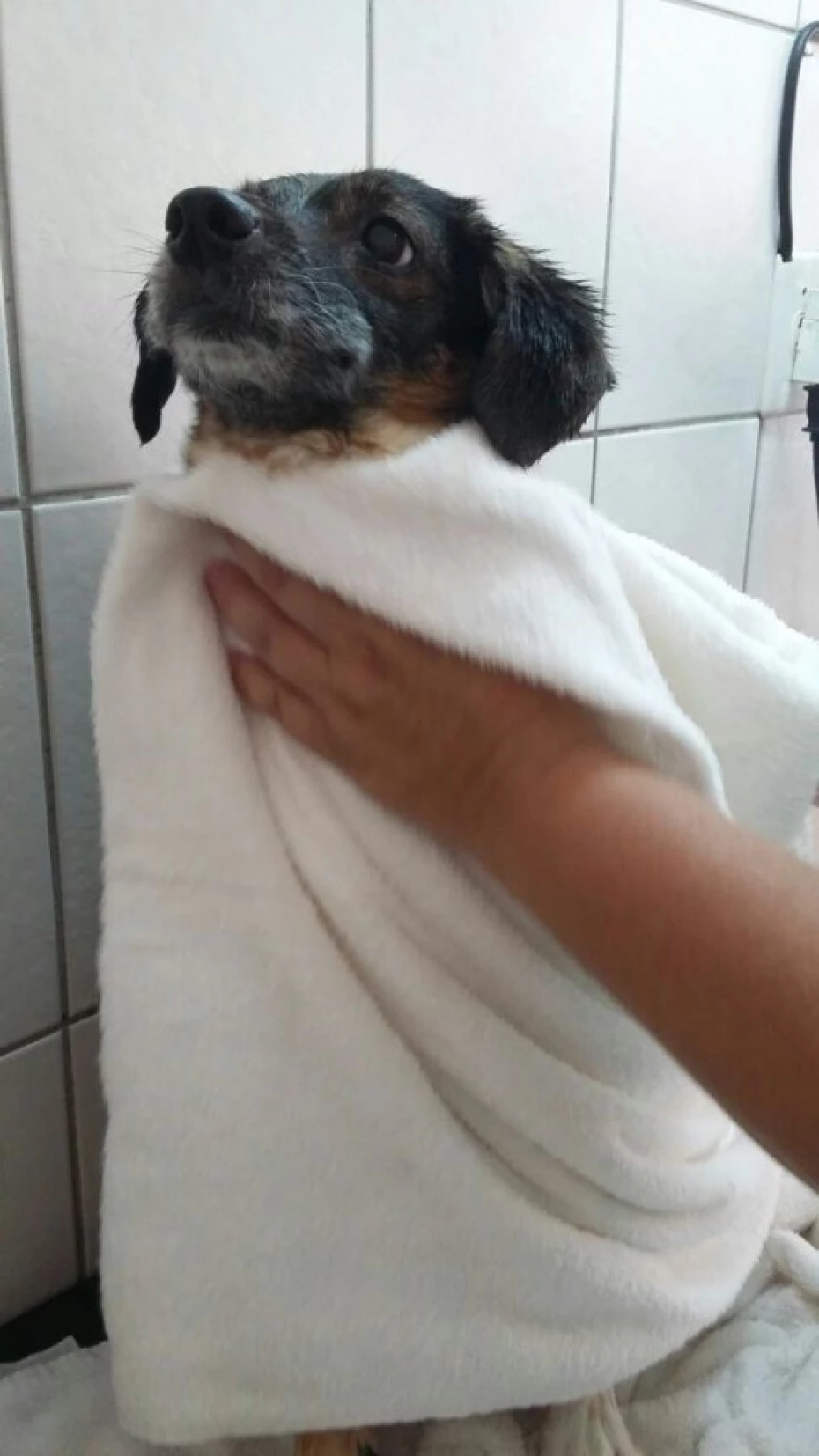 Foto 16:  — Cão Vaidoso Taxi Dog e Pet Móvel - Banho e Tosa