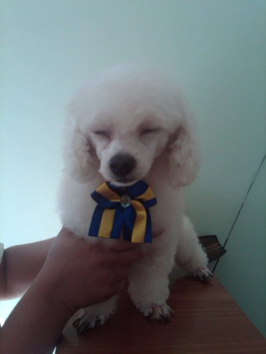 Foto 17:  — Cão Vaidoso Taxi Dog e Pet Móvel - Banho e Tosa