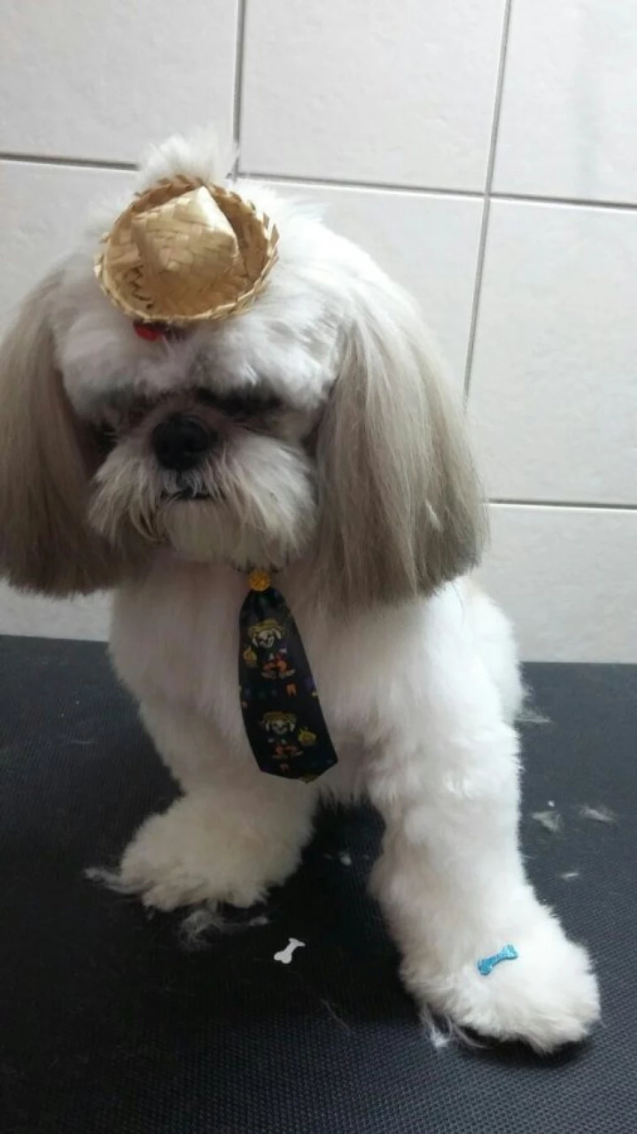 Foto 20:  — Cão Vaidoso Taxi Dog e Pet Móvel - Banho e Tosa